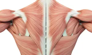 Anatomia mięśnia czworobocznego widoczna od tyłu, z zaznaczonym kręgosłupem.