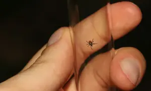 Kleszcz na palcu, symbol zagrożenia boreliozą. Szybka diagnoza i borelioza leczenie to klucz do zdrowia.