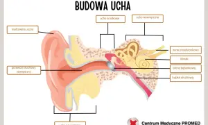 Schemat budowy ucha z zaznaczonymi częściami: małżowina, przewód słuchowy, ucho środkowe, wewnętrzne i zewnętrzne.