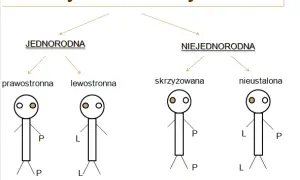 Zaburzenia lateralizacji objawy – jak rozpoznać i wpłynąć na codzienne życie?