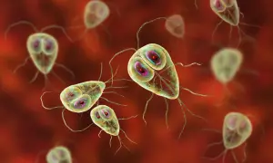Trofzoity Giardia lamblia, pasożyty jelitowe, na czerwonym tle.