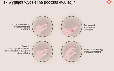 Ilustracja pokazuje zmiany wydzieliny w cyklu, w tym objawy owulacji: wodnista, kremowa i elastyczna, jak białko jaja.