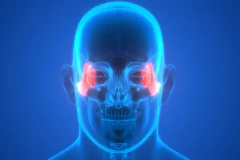 Anatomia czaszki z podświetlonymi kośćmi jarzmowymi. Ilustracja może być pomocna przy omawianiu zlamanie kosci jarzmowej leczenie.
