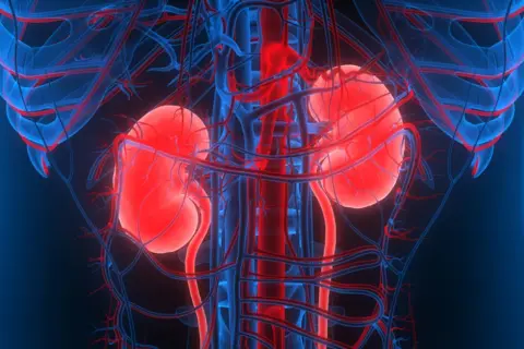 Anatomia nerek z naczyniami krwionośnymi. Pytanie: czy po przeszczepie nerki można pić alkohol?