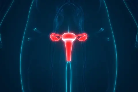 Anatomia układu rozrodczego kobiety, z uwydatnioną na czerwono macicą i jajowodami. To ważny element w badaniach, np. test roma.