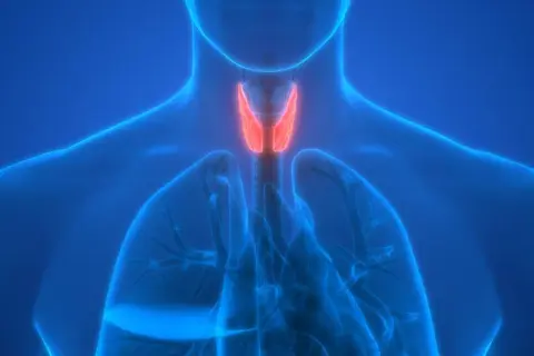 Anatomia krtani i tchawicy. Czerwony obszar może symbolizować zapalenie tchawicy.