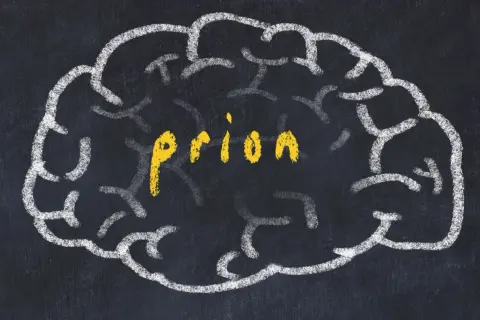 Szkic mózgu na tablicy, w środku żółty napis "priony".