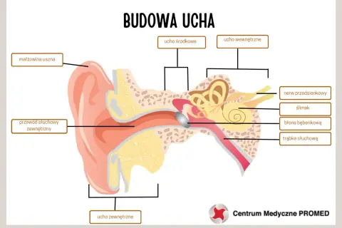 Schemat budowy ucha z zaznaczonymi częściami: małżowina, przewód słuchowy, ucho środkowe, wewnętrzne i zewnętrzne.