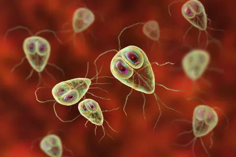 Trofzoity Giardia lamblia, pasożyty jelitowe, na czerwonym tle.