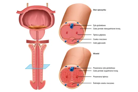 Ilustracja anatomiczna prącia w stanie spoczynku i wzwodu z zaznaczonymi strukturami.