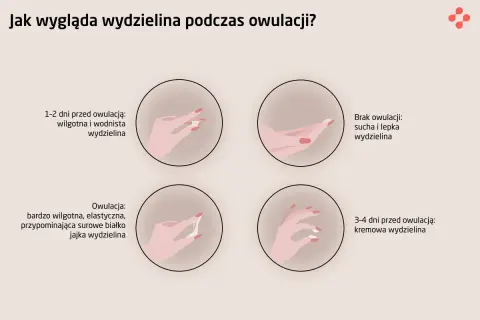Ilustracja pokazuje zmiany wydzieliny w cyklu, w tym objawy owulacji: wodnista, kremowa i elastyczna, jak białko jaja.