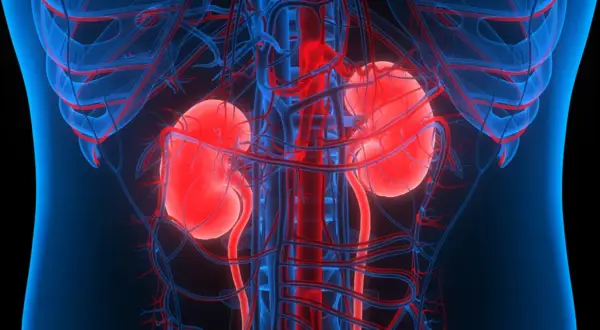 Anatomia nerek z naczyniami krwionośnymi. Pytanie: czy po przeszczepie nerki można pić alkohol?