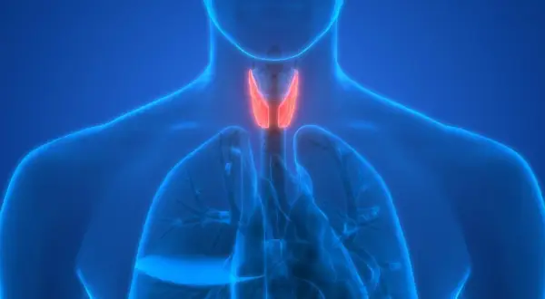Anatomia krtani i tchawicy. Czerwony obszar może symbolizować zapalenie tchawicy.