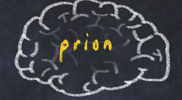 Szkic mózgu na tablicy, w środku żółty napis "priony".