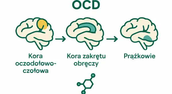 Ilustracja pokazuje mózg z zaznaczonymi obszarami: kora oczodołowo-czołowa, kora zakrętu obręczy i prążkowie. Sugeruje to powiązanie tych obszarów z objawami OCD.