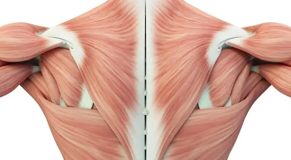 Anatomia mięśnia czworobocznego widoczna od tyłu, z zaznaczonym kręgosłupem.