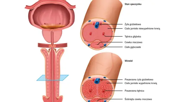 Ilustracja anatomiczna prącia w stanie spoczynku i wzwodu z zaznaczonymi strukturami.