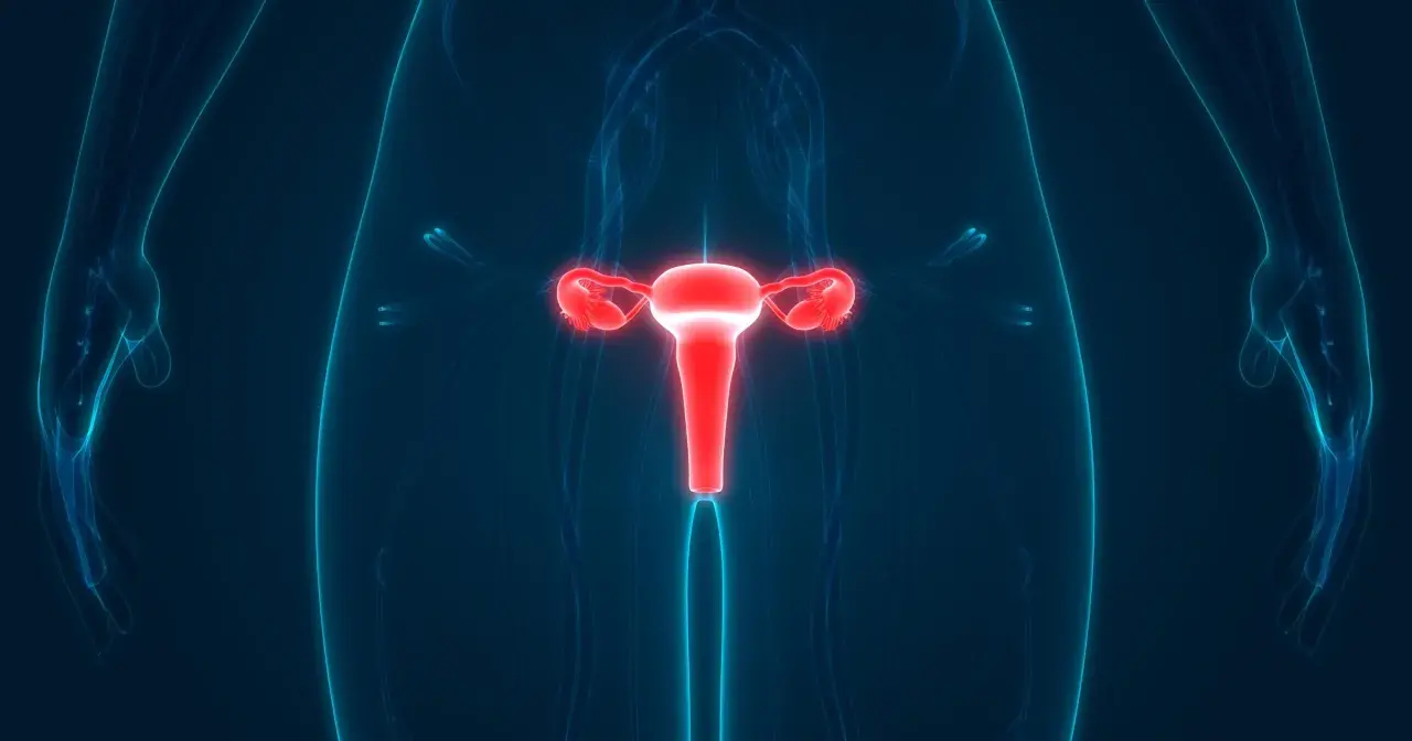 Anatomia układu rozrodczego kobiety, z uwydatnioną na czerwono macicą i jajowodami. To ważny element w badaniach, np. test roma.