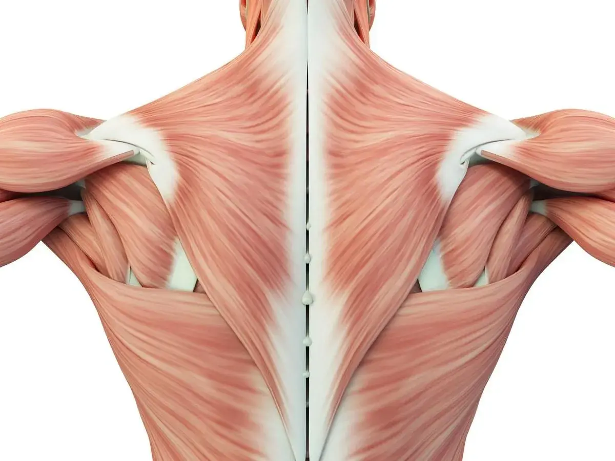 Anatomia mięśnia czworobocznego widoczna od tyłu, z zaznaczonym kręgosłupem.