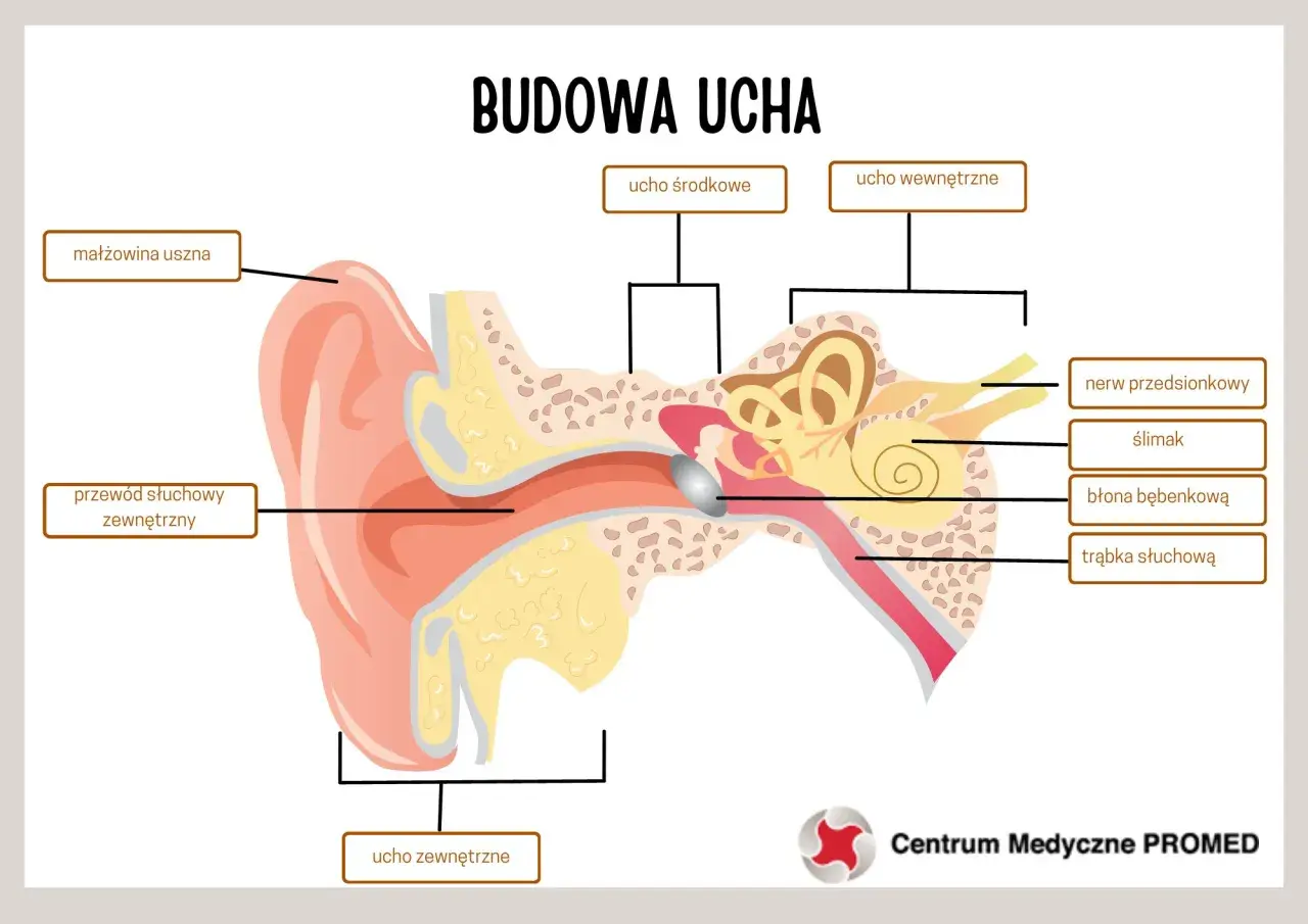 Schemat budowy ucha z zaznaczonymi częściami: małżowina, przewód słuchowy, ucho środkowe, wewnętrzne i zewnętrzne.
