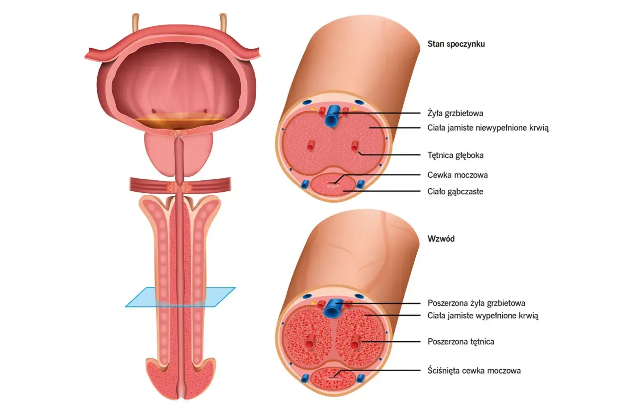 Ilustracja anatomiczna prącia w stanie spoczynku i wzwodu z zaznaczonymi strukturami.