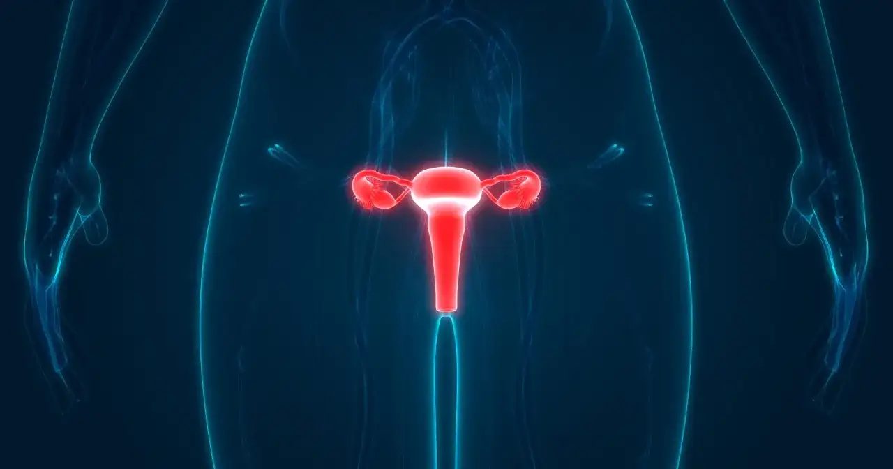 Anatomia układu rozrodczego kobiety, z uwydatnioną na czerwono macicą i jajowodami. To ważny element w badaniach, np. test roma.