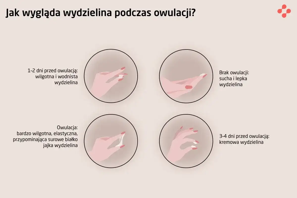 Ilustracja pokazuje zmiany wydzieliny w cyklu, w tym objawy owulacji: wodnista, kremowa i elastyczna, jak białko jaja.