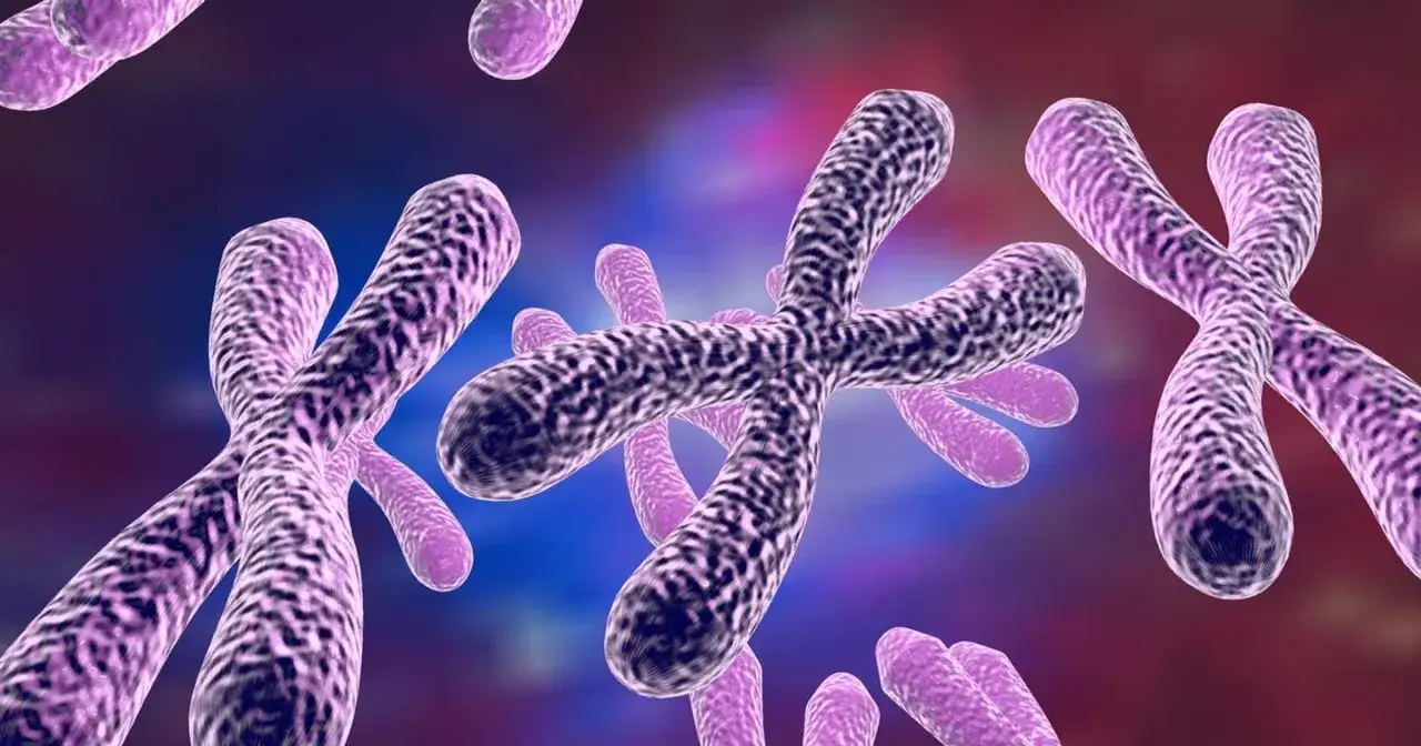 Fioletowe, spiralne chromosomy unoszą się w tle.
