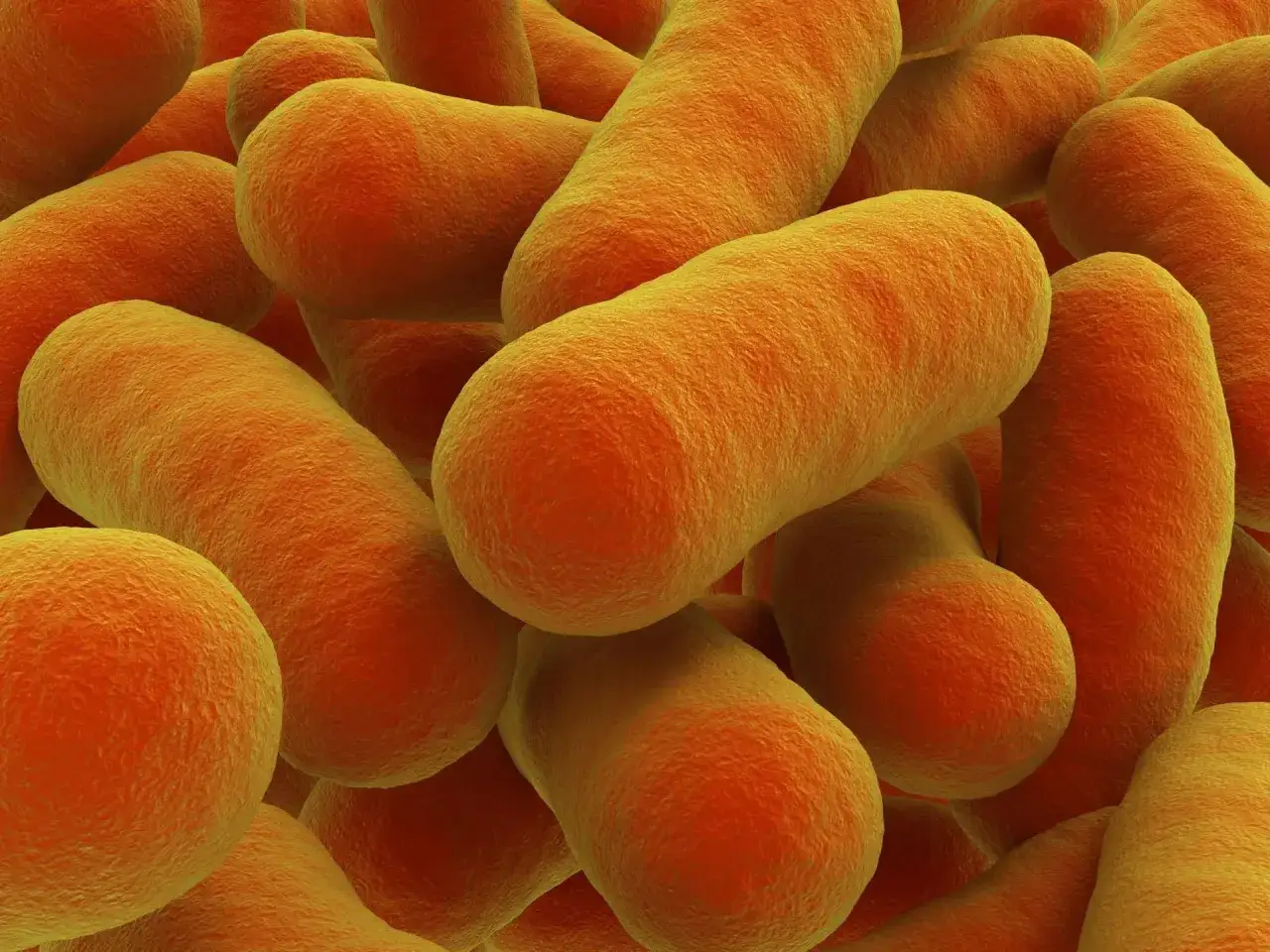 Pomarańczowe pałeczki bakterii, przypominające ziarna kiełbasy, w zbliżeniu.