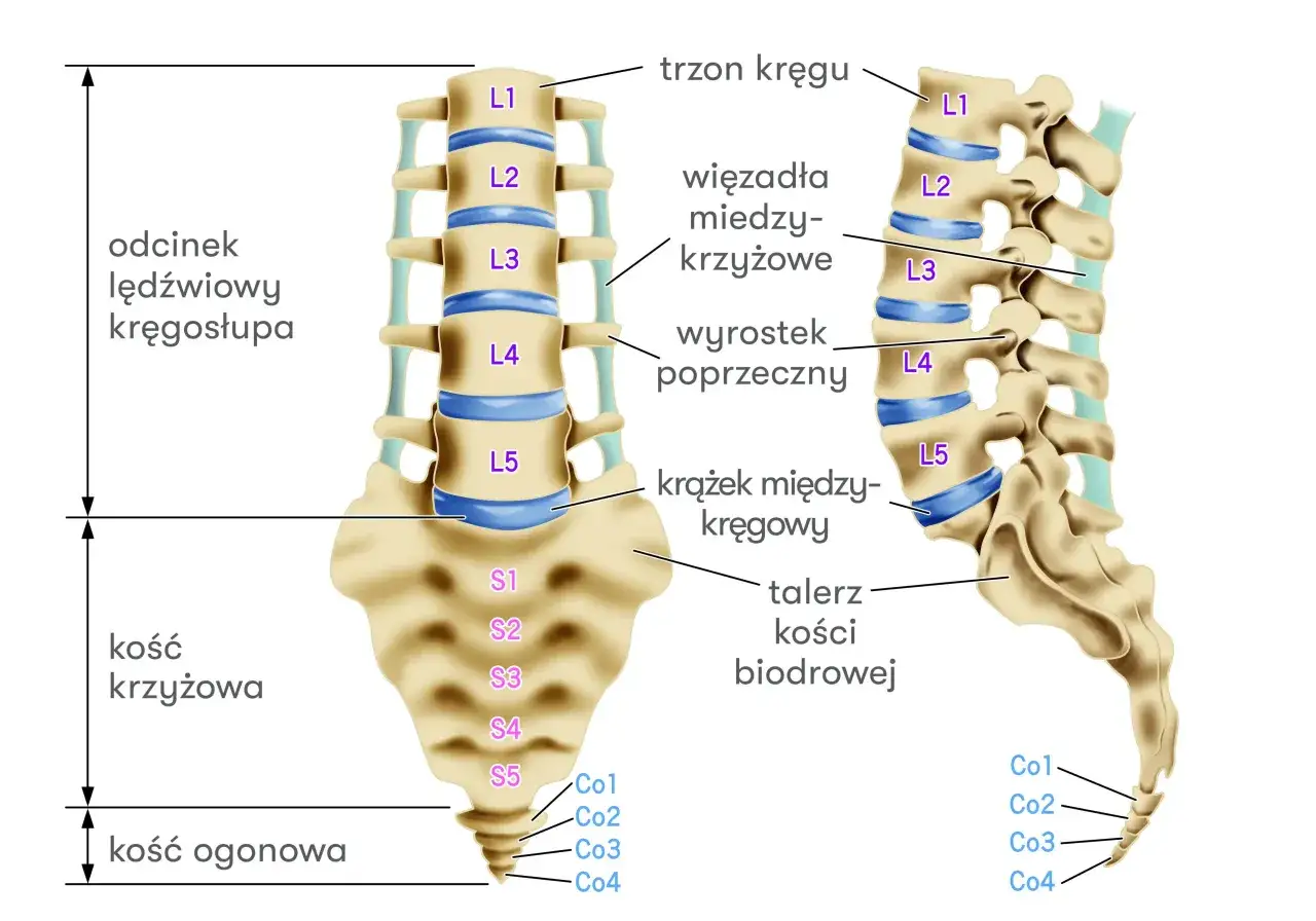 Anatomia kręgosłupa lędźwiowego, z zaznaczonymi kręgami L1-L5 i kością krzyżową. Dyskopatia L5 S1 objawy mogą dotyczyć tego odcinka.