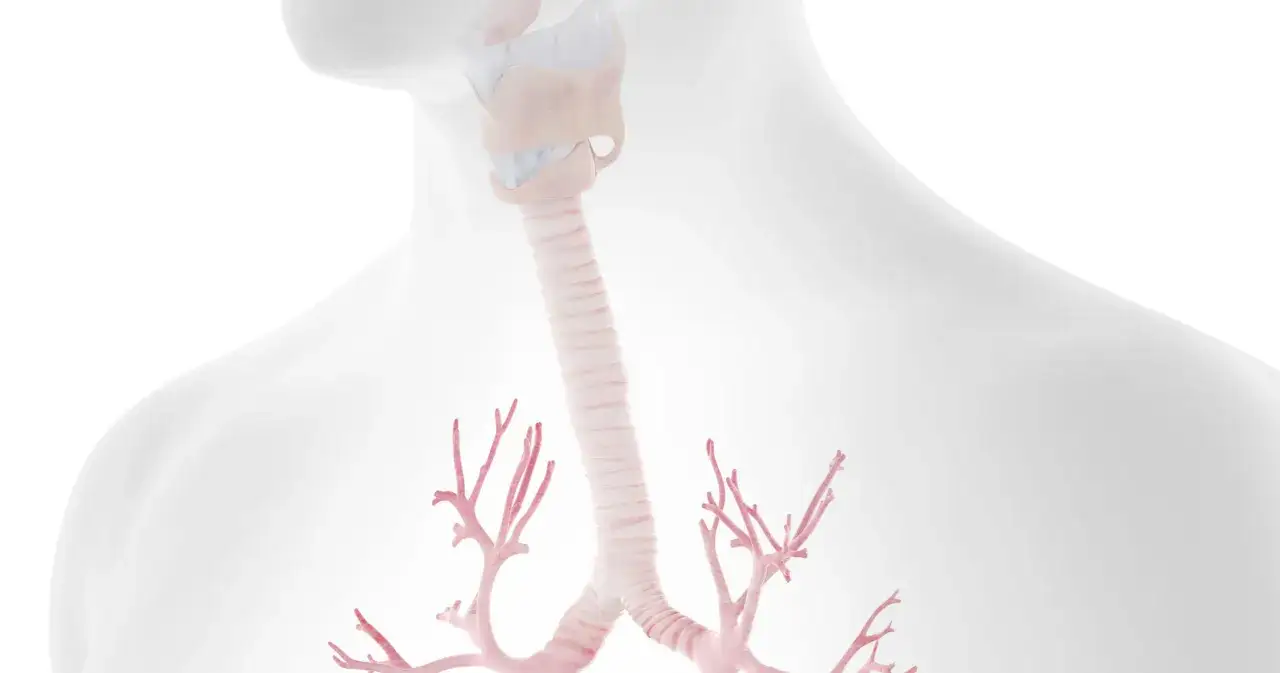 Anatomia krtani i tchawicy, która może ulec zapaleniu. Widoczne rozgałęzienia oskrzeli.