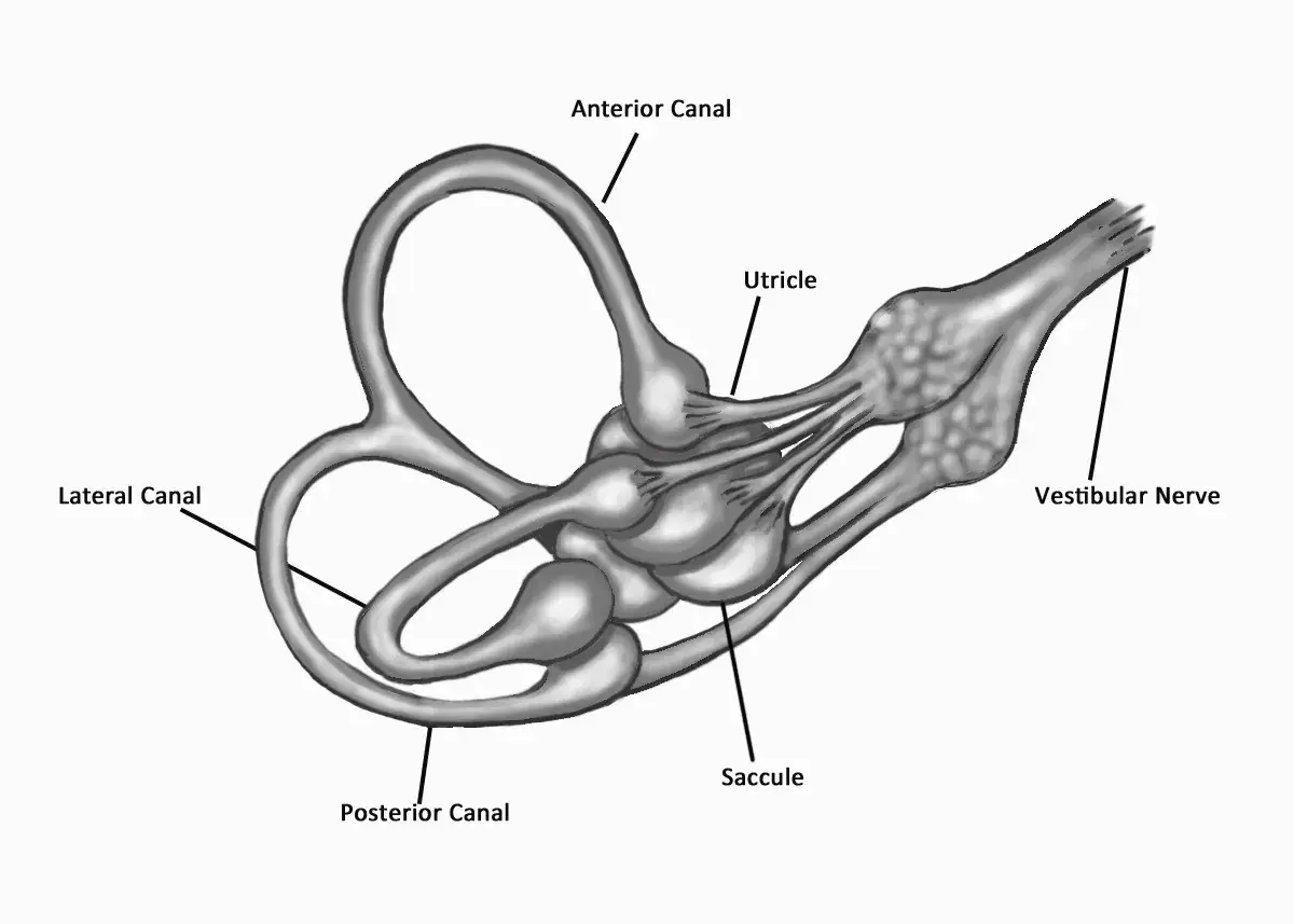 Anatomical diagram of the inner ear's vestibular system, showing the semicircular canals, utricle, saccule, and vestibular nerve. Ten ważny błędnik odpowiada za równowagę.