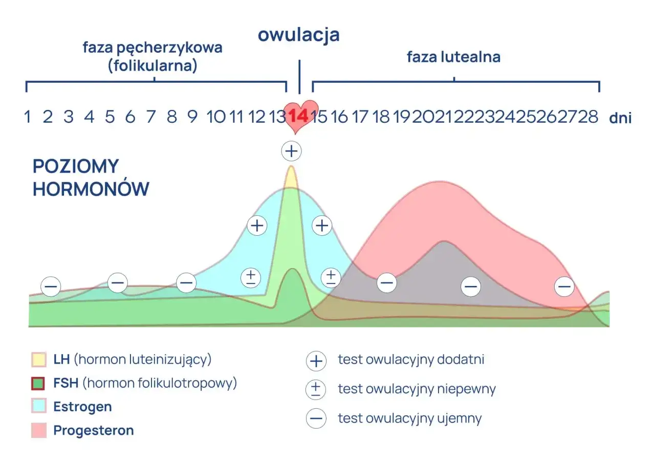 Wykres poziomu hormonów w cyklu menstruacyjnym, pokazujący fazy i moment owulacji. Obserwuj zmiany, by rozpoznać owulacja objawy.