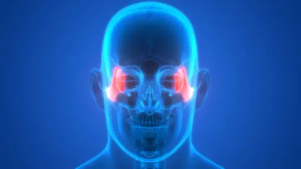 Anatomia czaszki z podświetlonymi kośćmi jarzmowymi. Ilustracja może być pomocna przy omawianiu zlamanie kosci jarzmowej leczenie.
