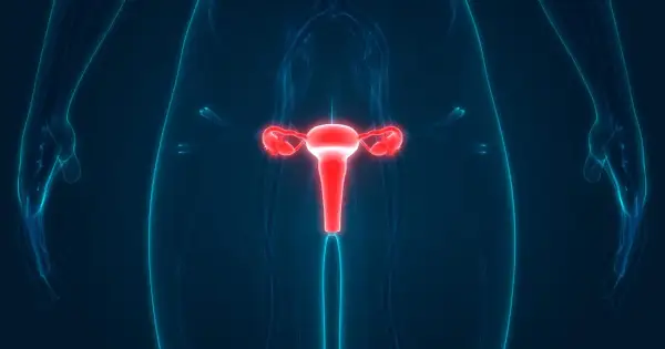 Anatomia układu rozrodczego kobiety, z uwydatnioną na czerwono macicą i jajowodami. To ważny element w badaniach, np. test roma.