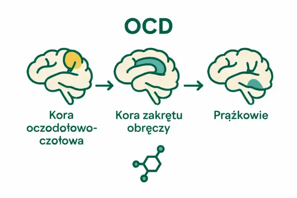 Ilustracja pokazuje mózg z zaznaczonymi obszarami: kora oczodołowo-czołowa, kora zakrętu obręczy i prążkowie. Sugeruje to powiązanie tych obszarów z objawami OCD.